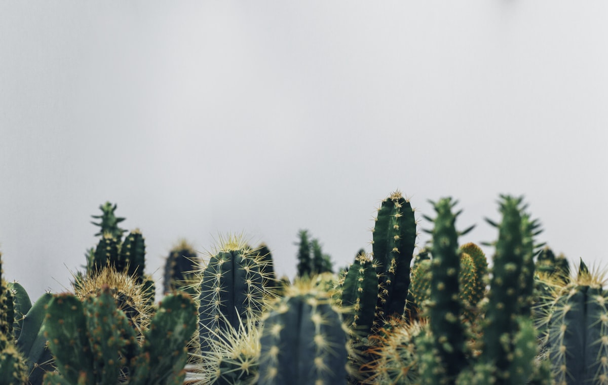 Comparison of natural and artificial vertical gardens